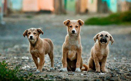 50 perritos envenenados en Michoacán: activistas llaman a frenar la crueldad