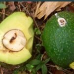 Aguacte con gusano barrenador